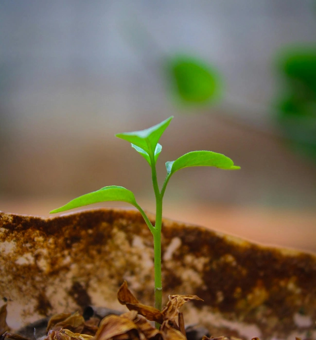 Investment Services